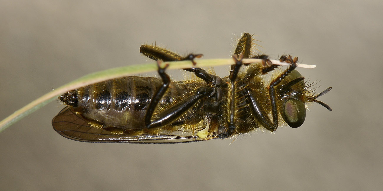 Choerades sp.